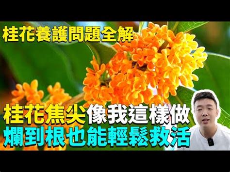 桂花種不活|桂花為甚麼不開花